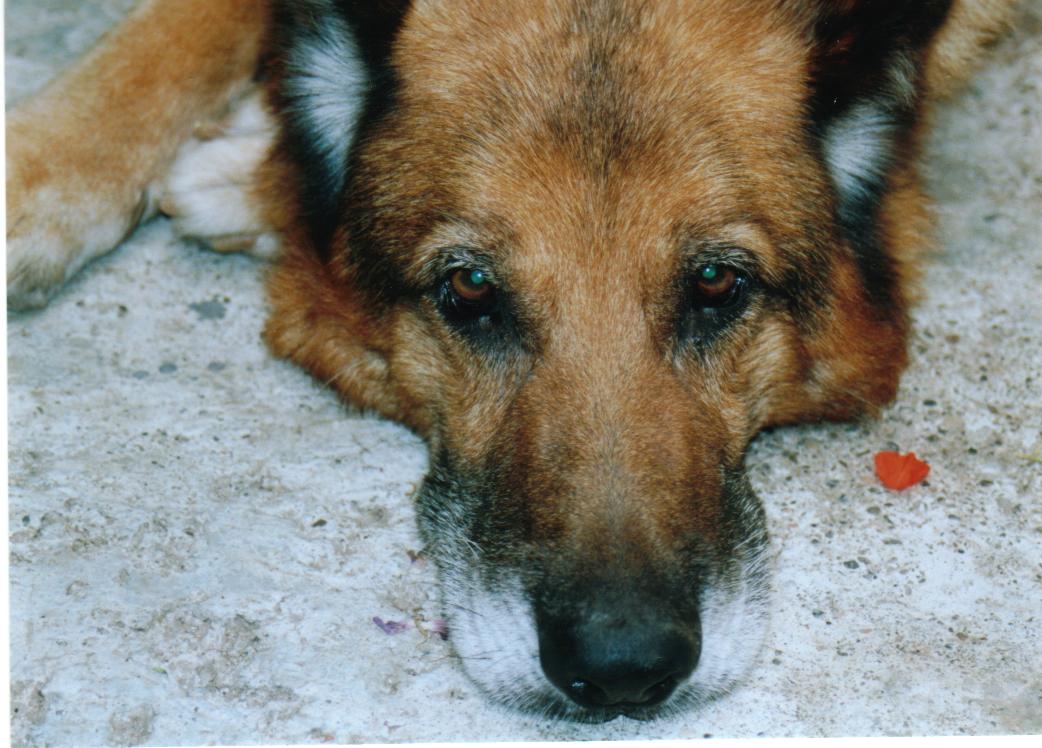 Qui ci sono troppi gatti, apriamo una discussione cani